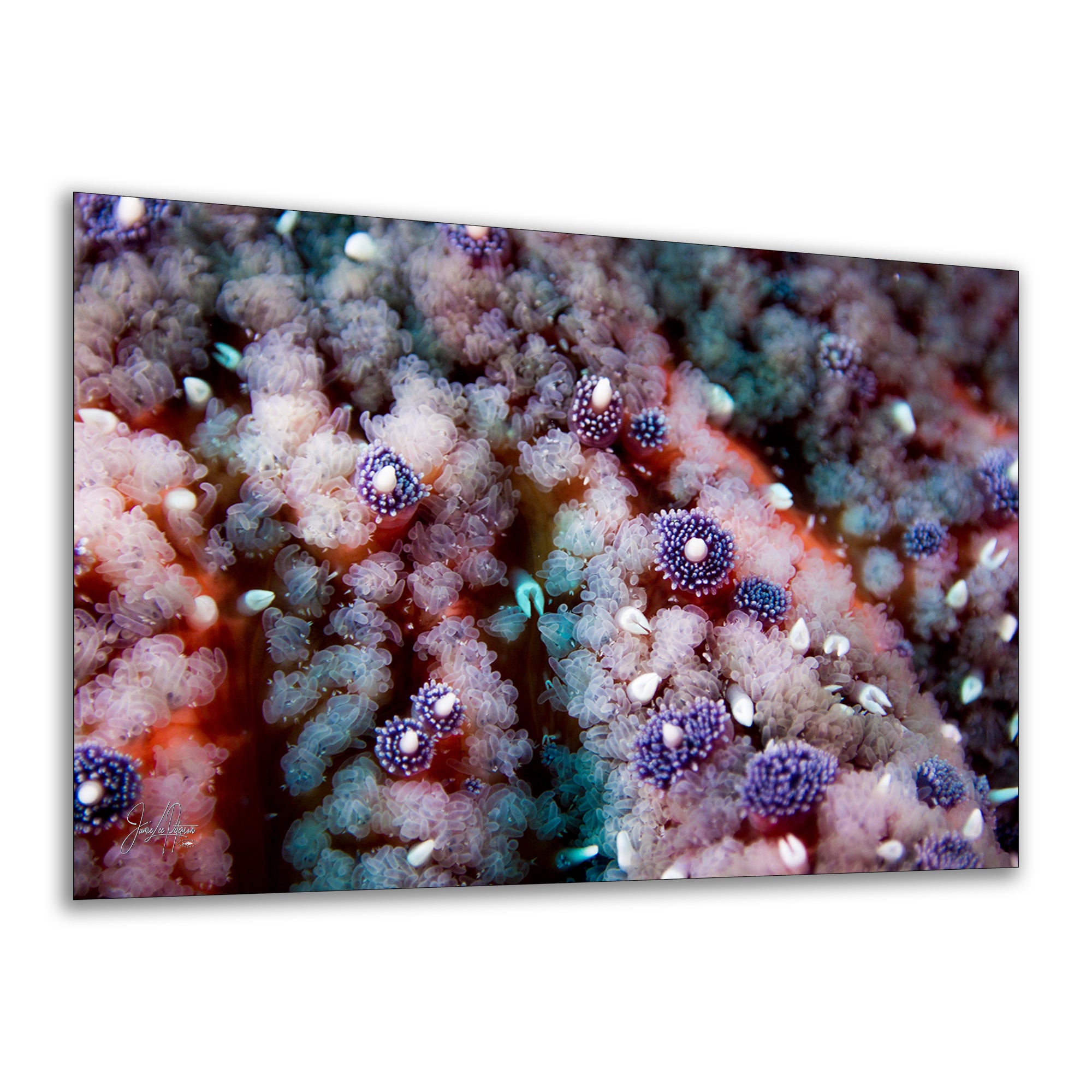 Ocean Life Starfish Photo, Marine Biology Underwater Scenery, Vibrant Coral Reef, Nature Photography for Office Decor, Relaxation Artwork