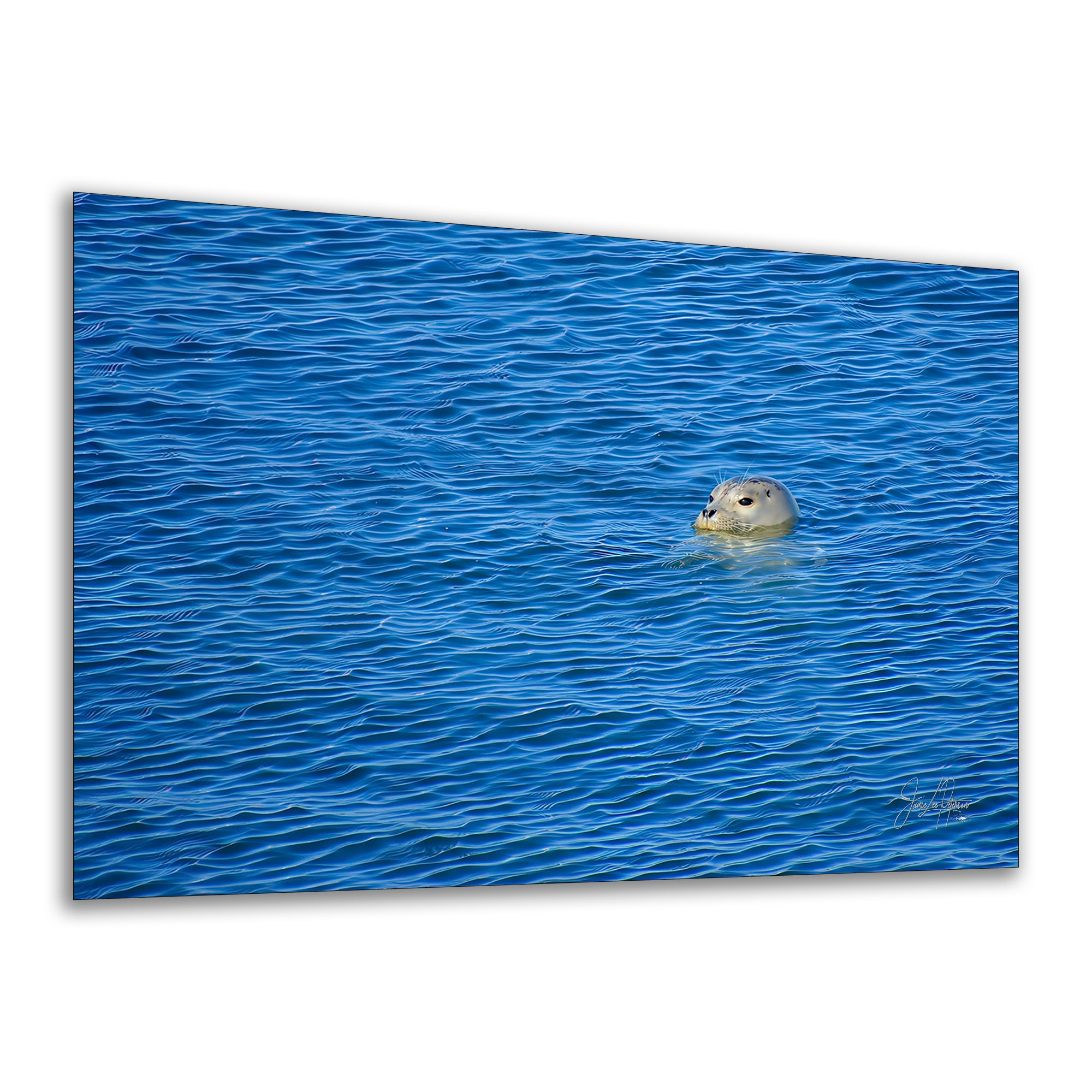 Seal Print Marine Mammal Wildlife Photography, Ocean Picture Relaxation Artwork Nature Photo