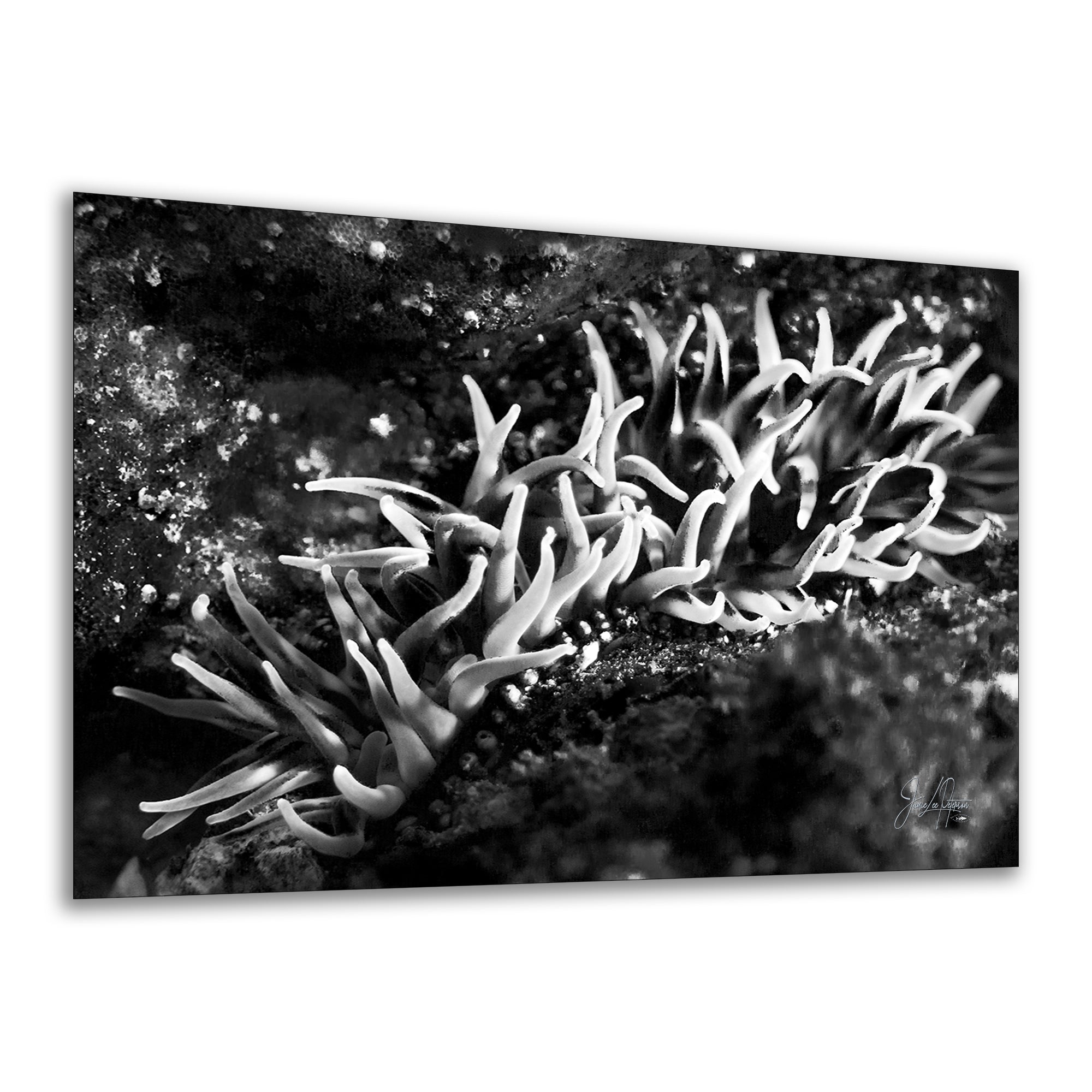 Sea Anemone Picture Ocean Life Underwater Scenery Nature Photo, Marine Biology Decor, Black and White Coral Reef Art for Marine Enthusiasts