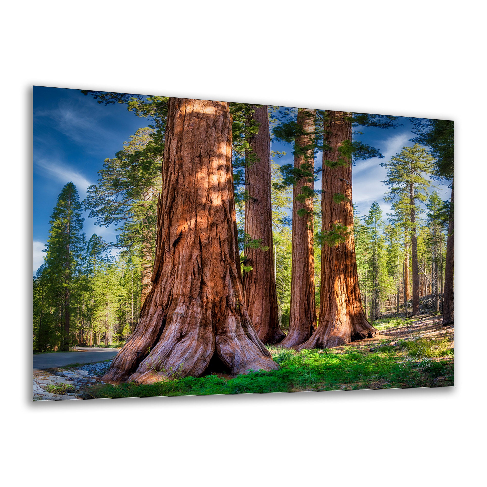 A Giant Sequoia Tree artwork showing a forest scene with giant redwood trees, green grass, blue sky, and sunlight, photographed against a plain white background.