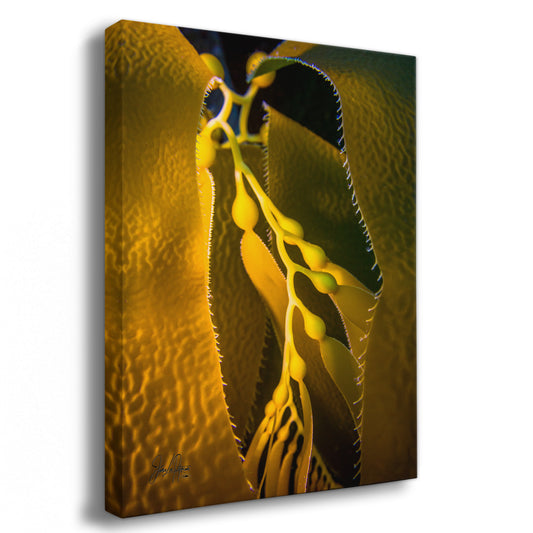 Kelp Forest Seaweed Pictures Underwater Scenery, Ocean Life Marine Life Decor, Nature Photo, Under the Sea Wall Art, Marine Biology Gift