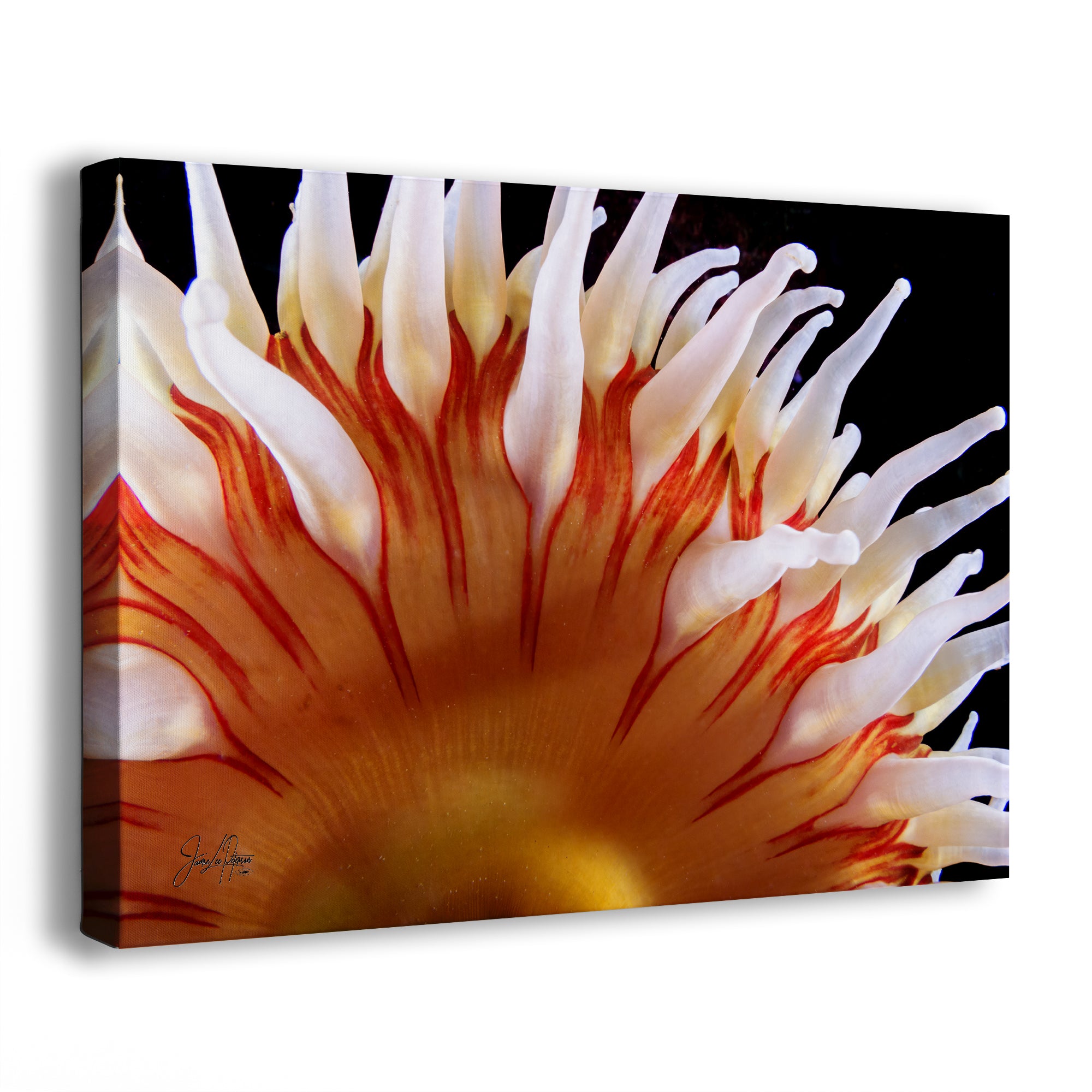 Sea Anemone Picture Ocean Life Underwater Scenery Nature Photo, Marine Biology Coral Reef Art