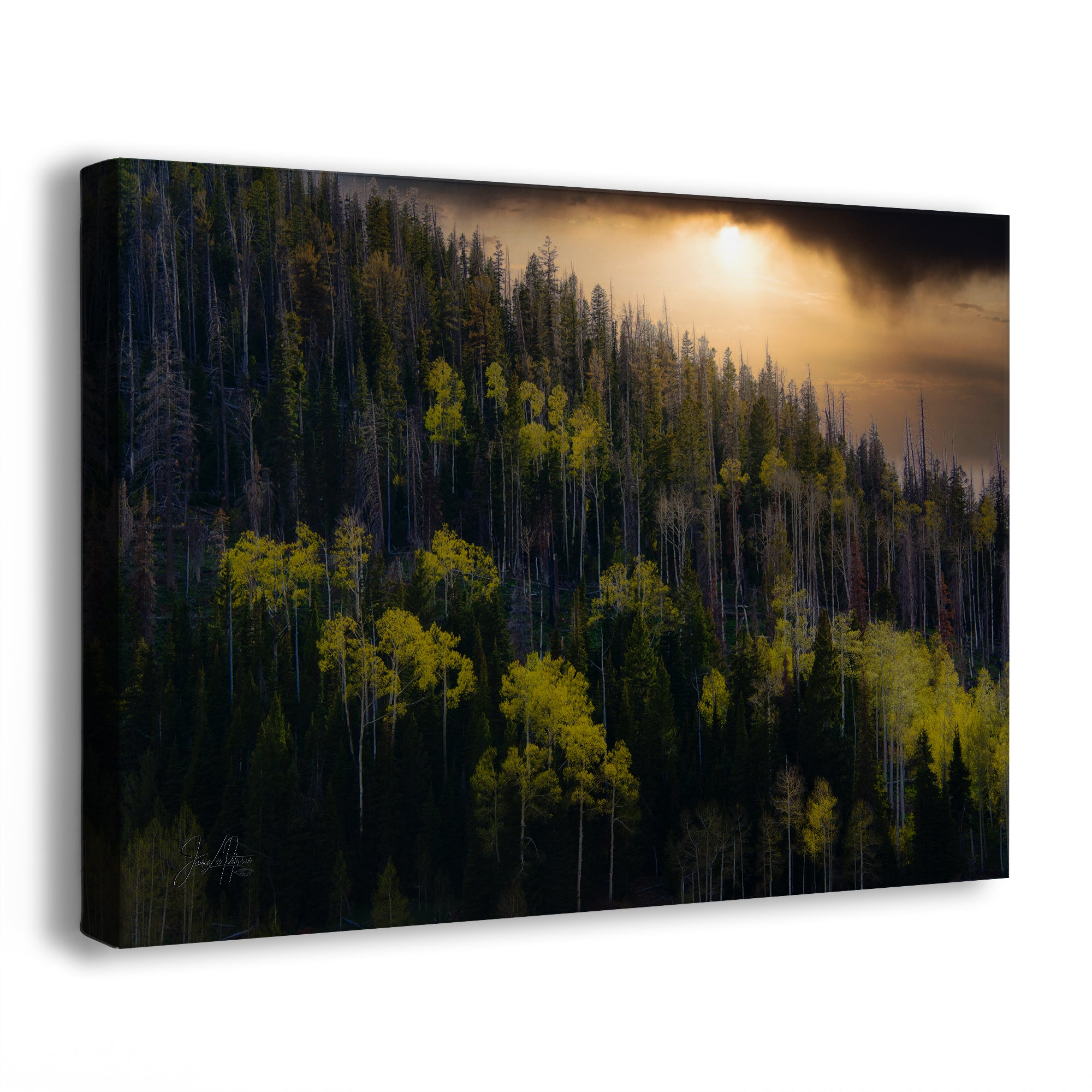 Aspen Tree Forest Picture Nature Photo, Forest Bathing Relaxation Artwork Dopamine Decor for Meditation, Bedroom, Living Room, and Office