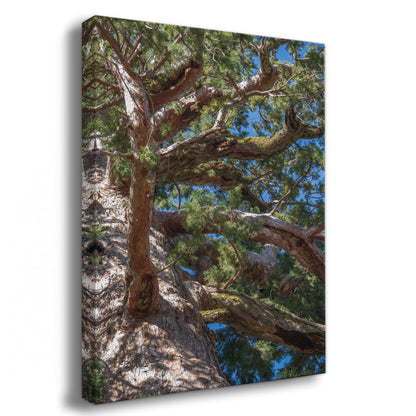 Giant Sequoia Tree Forest Picture Nature Photo, Yosemite Mariposa Grove Redwood Trees, Forest Bathing Relaxation Artwork for Nature Lovers