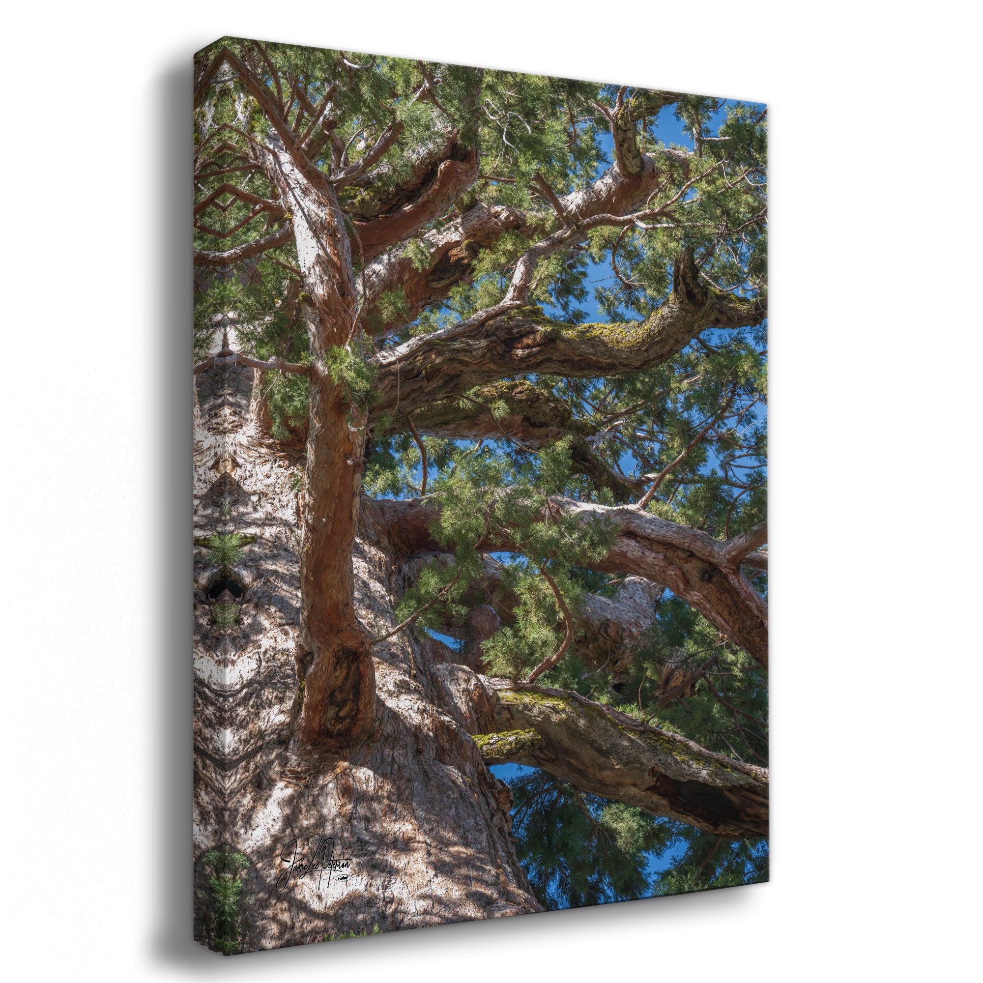Giant Sequoia Tree Forest Picture Nature Photo, Yosemite Mariposa Grove Redwood Trees, Forest Bathing Relaxation Artwork for Nature Lovers