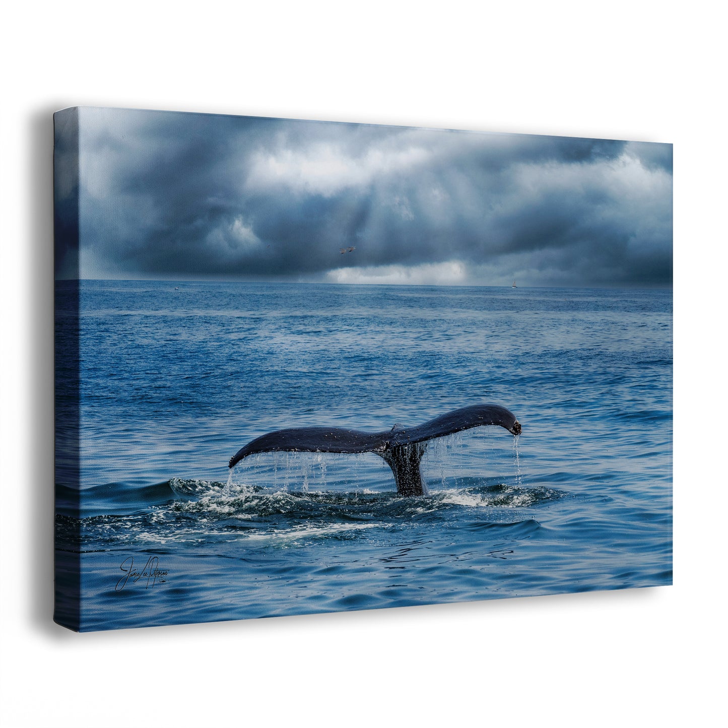 Humpback Whale Marine Mammal Wildlife Photography | Monterey Bay Ocean Scene Art Print for Nature Lovers and Marine Conservation Decor