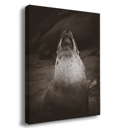 California Sea Lion Marine Mammal Wildlife Photography, Ocean Animals, Coastal House Decor, Nature Lover Gift, Marine Biology Artwork