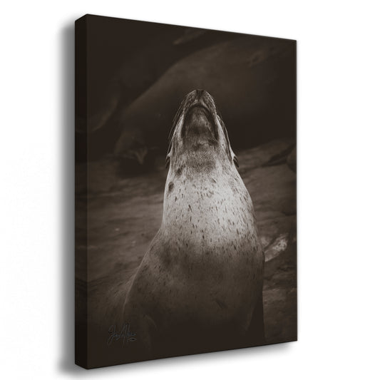 California Sea Lion Marine Mammal Wildlife Photography, Ocean Animals, Coastal House Decor, Nature Lover Gift, Marine Biology Artwork