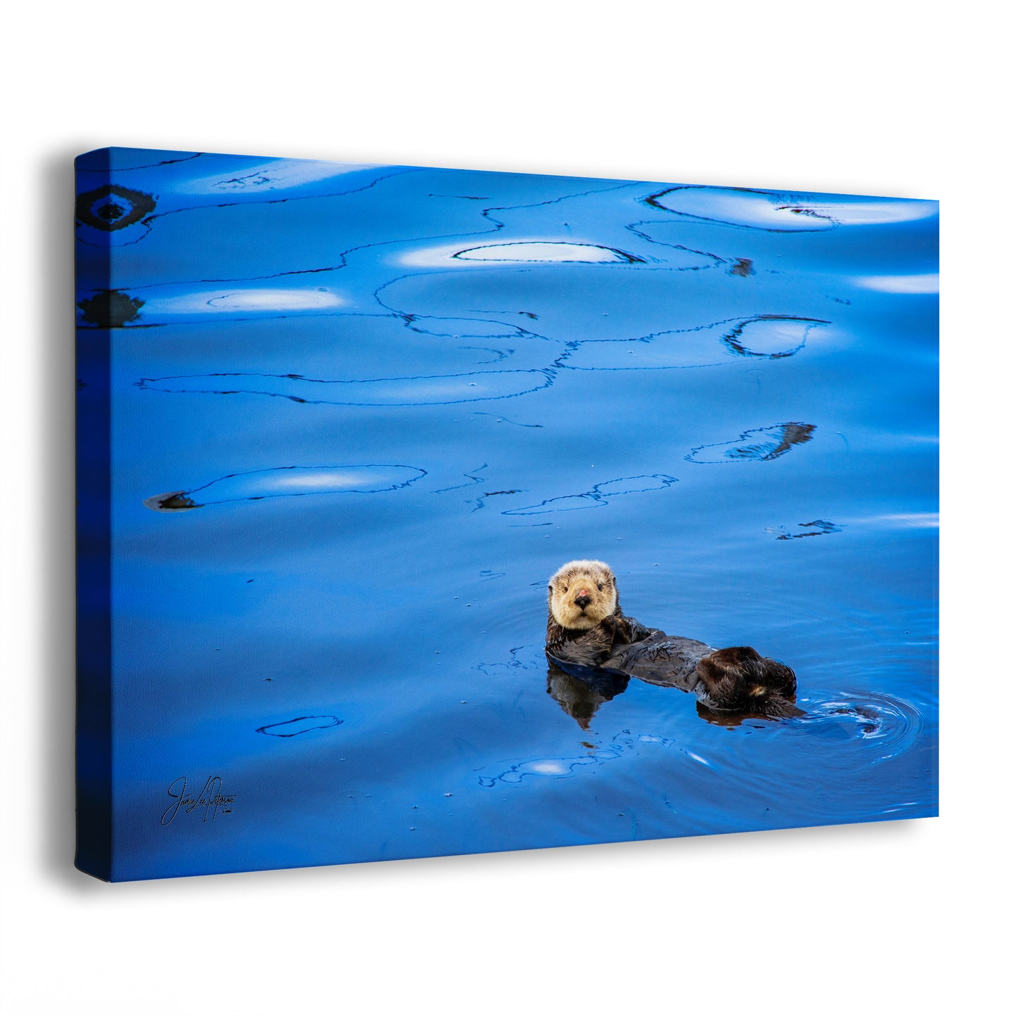 Sea Otter Picture Marine Mammal Wildlife Photography, Ocean Wall Art, Dorm Room Decor, Relaxation Artwork, Cubicle Desk Decor
