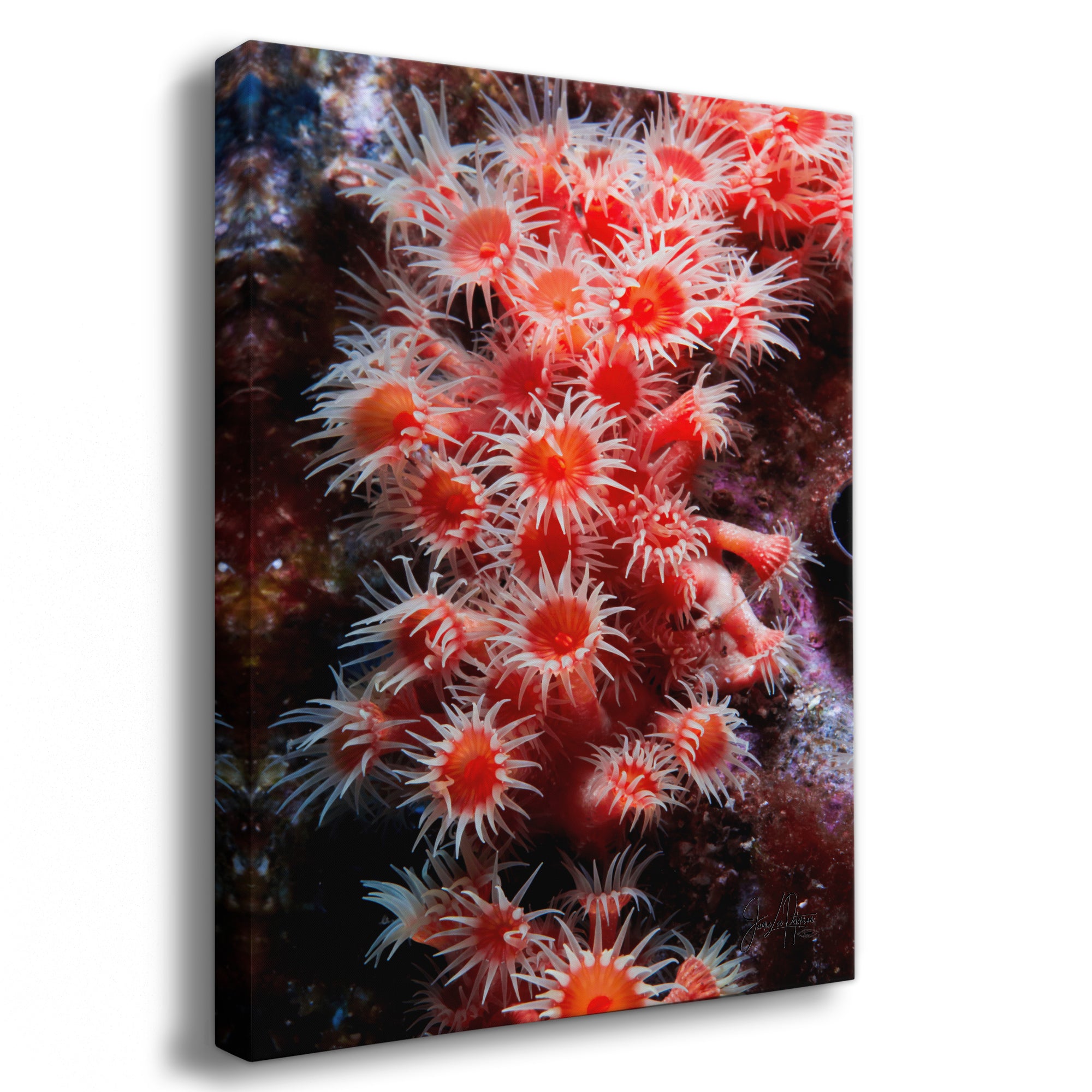 Sea Anemone Picture Ocean Life Underwater Scenery Nature Photo, Marine Biology Wall Art, Coral Reef Decor, Office & Dorm Room Decoration