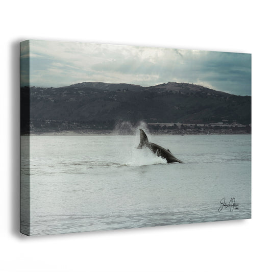 Humpback Whale Marine Mammal Wildlife Photography, Ocean Nature Art, Marine Conservation, Dolphin & Sea Life Gift, House Decor