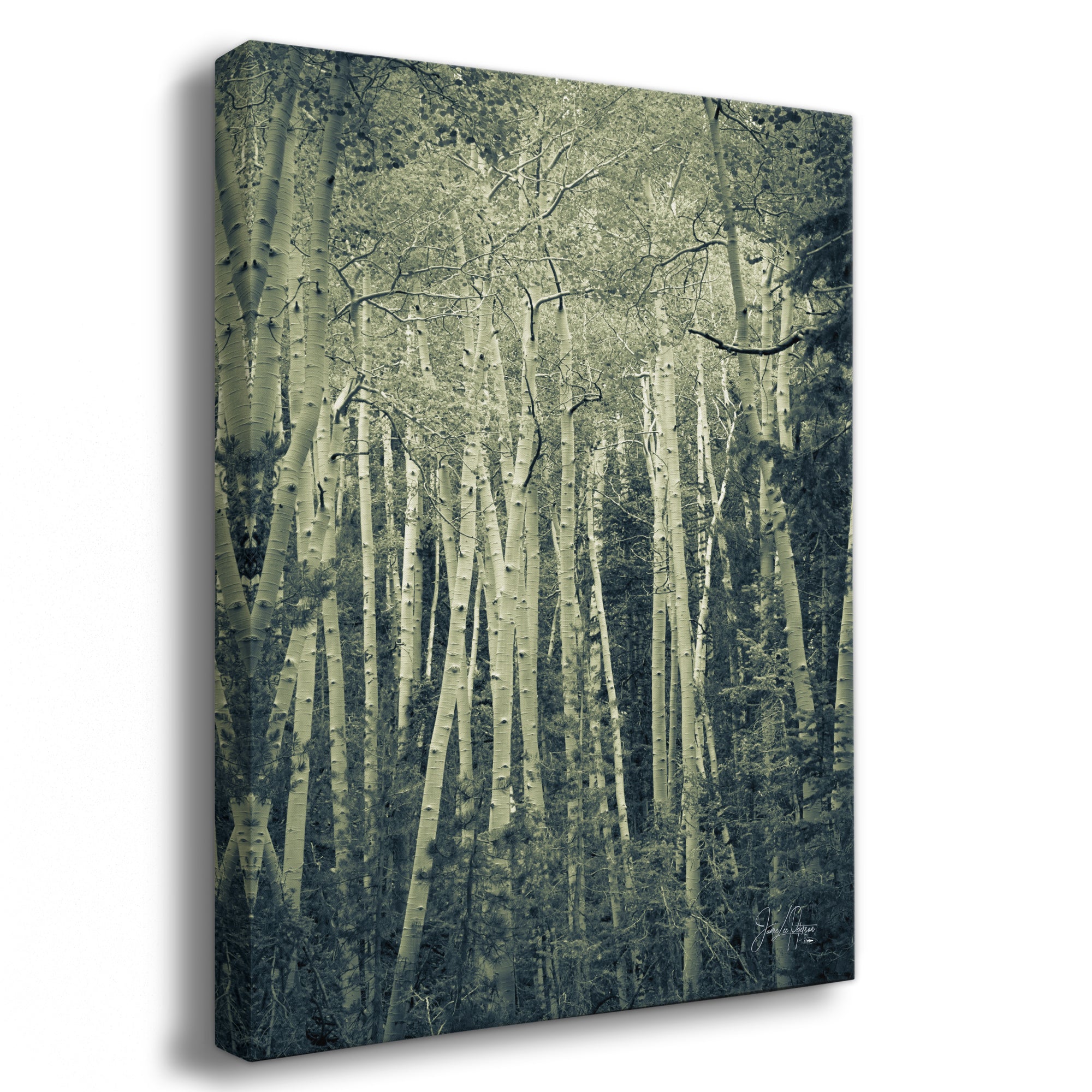 Aspen Tree Forest Picture Nature Photo, Forest Bathing Relaxation Artwork, Rustic Wall Art for Bedroom, Office, & House Decor