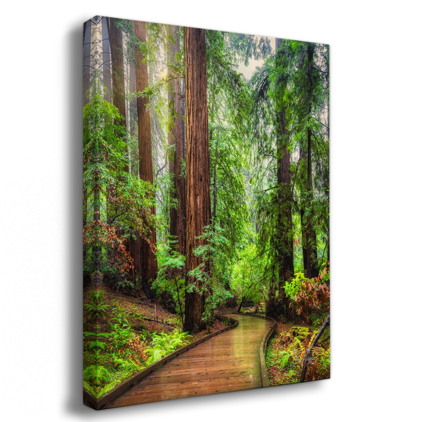 Redwood Trees Forest Picture Sunrise Nature Photo, Forest Bathing House Decor, Relaxing Wall Art for Meditation, Home and Office