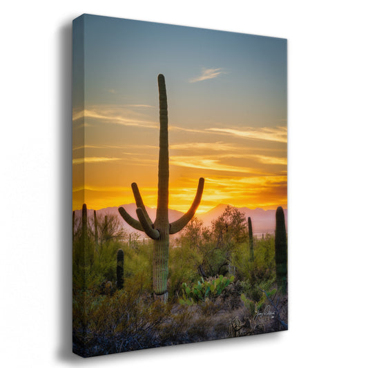 Saguaro National Park Arizona Desert Picture Nature Photo, Bohemian Style Relaxation Artwork, Southwestern Sonoran Desert House Decor