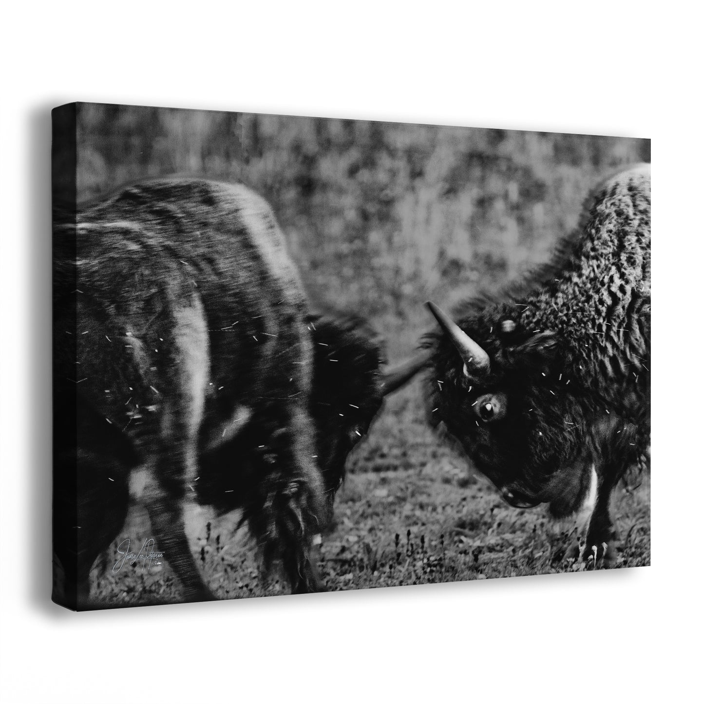 Buffalo Artwork Wildlife Photography, Black and White Bison Wall Decor, Rustic Cabin Animal Print, Nature Wall Art for Home or Office