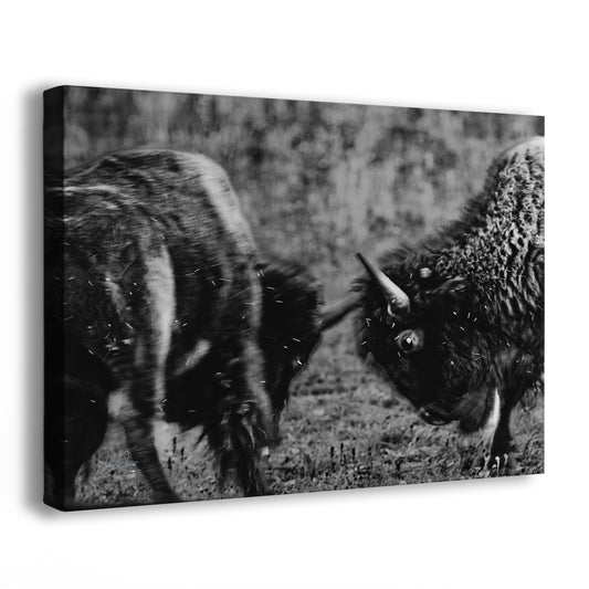 Buffalo Artwork Wildlife Photography, Black and White Bison Wall Decor, Rustic Cabin Animal Print, Nature Wall Art for Home or Office