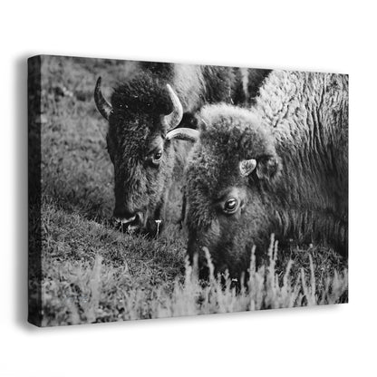 Grazing Buffalo Artwork Wildlife Photography, Black and White Bison Wall Decor, Rustic Cabin Animal Print, Nature Wall Art for Home or Office