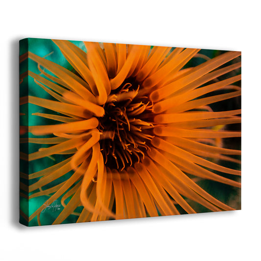 Sea Anemone Picture Ocean Life Underwater Scenery Nature Photo, Marine Biology Wall Art, Vibrant Coral Reef, Gift for Ocean Lover