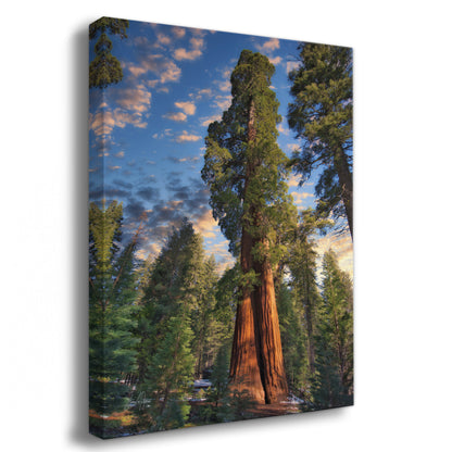 Giant Sequoia Tree Art, Redwood Forest Picture, Nature Photo Inspired Wall Decor