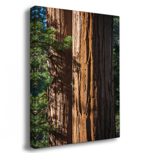 Giant Sequoia Tree Forest Picture Nature Photo, Redwood Trees Wall Art, Forest Bathing National Park Poster, Relaxation Decor