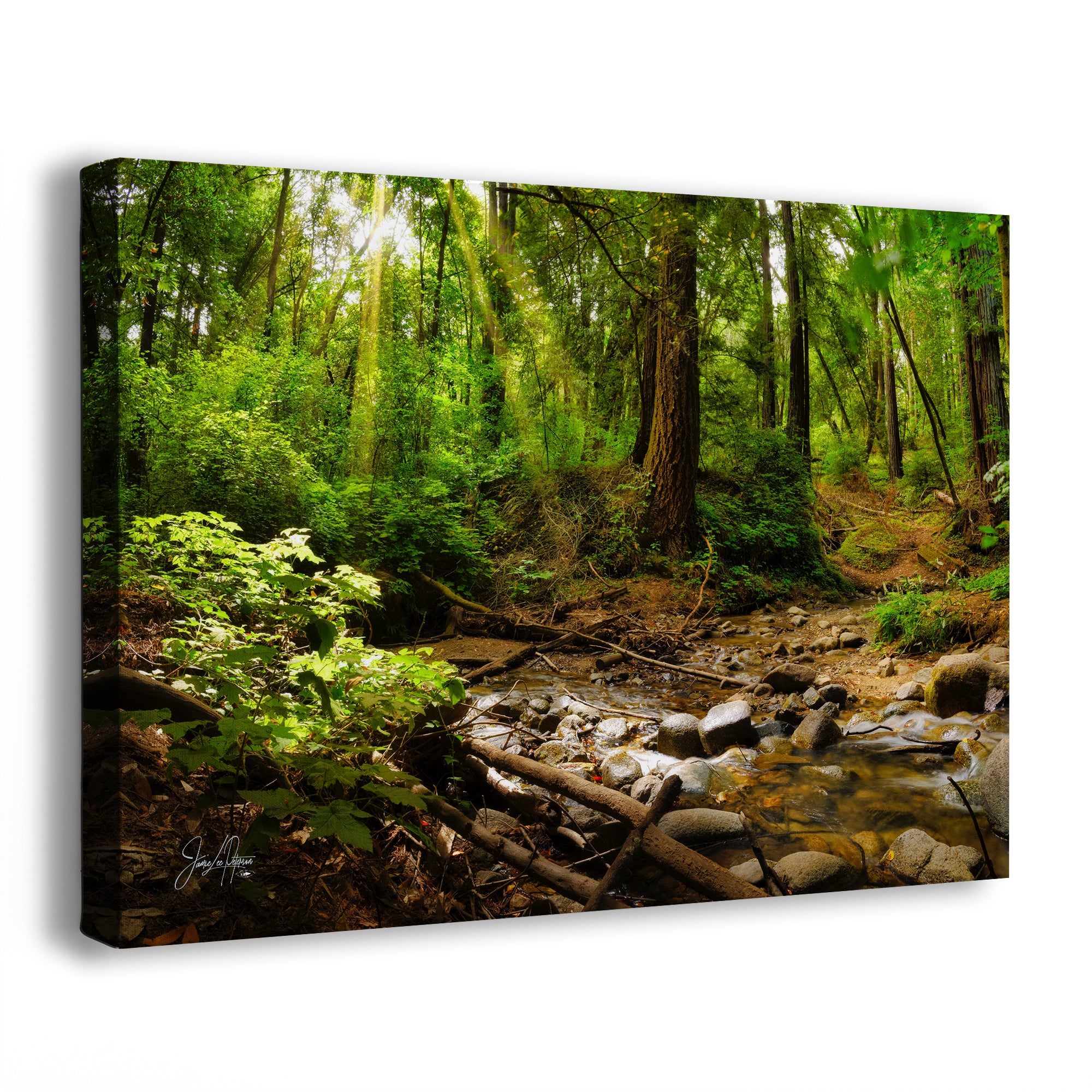 Redwood Trees Forest Picture Nature Photo, Forest Bathing in Santa Cruz California Coast Wall Art, Relaxing Artwork for House Decor & Office