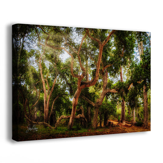 Coast Live Oak Forest Picture Nature Photo House Decor, Forest Bathing for Meditation, Relaxation, Dorm Room Decor
