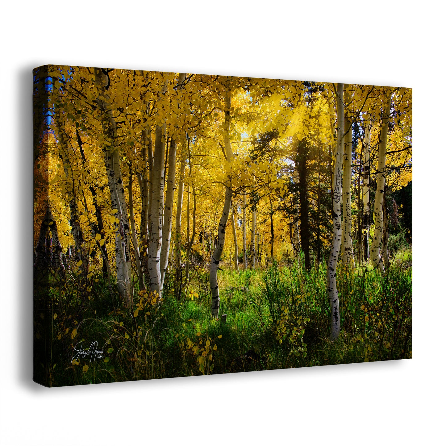 Aspen Tree Forest Picture Nature Photo, Forest Bathing Relaxation Artwork, Fall Colors Autumn for Meditation, Office and House Decor