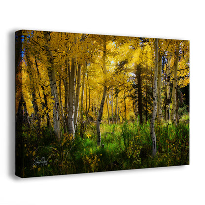 Aspen Tree Forest Picture Nature Photo, Forest Bathing Relaxation Artwork, Fall Colors Autumn for Meditation, Office and House Decor