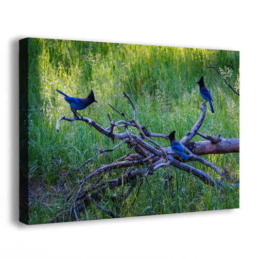 Steller Jay Wildlife Photography Print, Bird Wall Art, Nature Photography, Blue Bird Picture, Relaxing Dorm Room or Office Wall Art