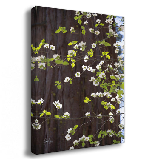 Pacific Dogwood Forest Picture Nature Photo | Yosemite Nature Canvas Print, Forest Bathing for Meditation, Relaxation, Dorm Room Decor