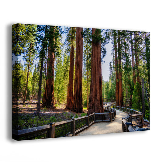 Giant Sequoia Tree Forest Picture Nature Photo | Yosemite Redwood Trees for Nature Lovers & Forest Bathing Relaxation, Meditation Artwork