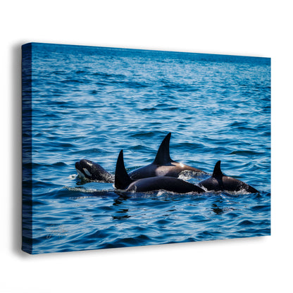 Orca Whale Marine Mammal Wildlife Photography, Killer Whale Ocean Art Print for Nature Lovers and Ocean Enthusiasts