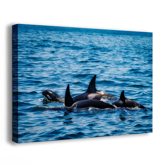 Orca Whale Marine Mammal Wildlife Photography, Killer Whale Ocean Art Print for Nature Lovers and Ocean Enthusiasts