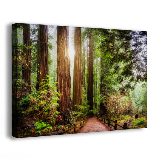 Redwood Trees Forest Picture Nature Photo, Forest Bathing in Muir Woods Wall Art for House Decor Gifts for Tree & Nature Lovers