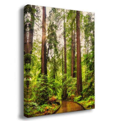 Redwood Trees Forest Picture Nature Photo, Forest Bathing House Decor, Relaxing Wall Art for Meditation, Home and Office