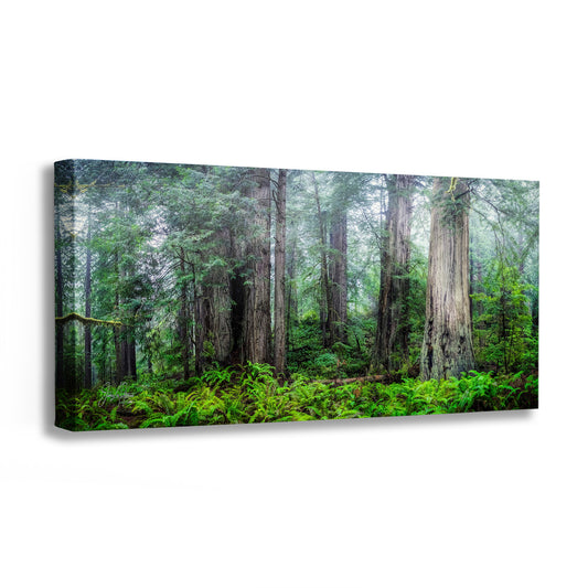 Redwood Trees Forest Picture Nature Photo, Forest Bathing in Misty California Redwoods Wall Art, for Relaxation in the Home and Office