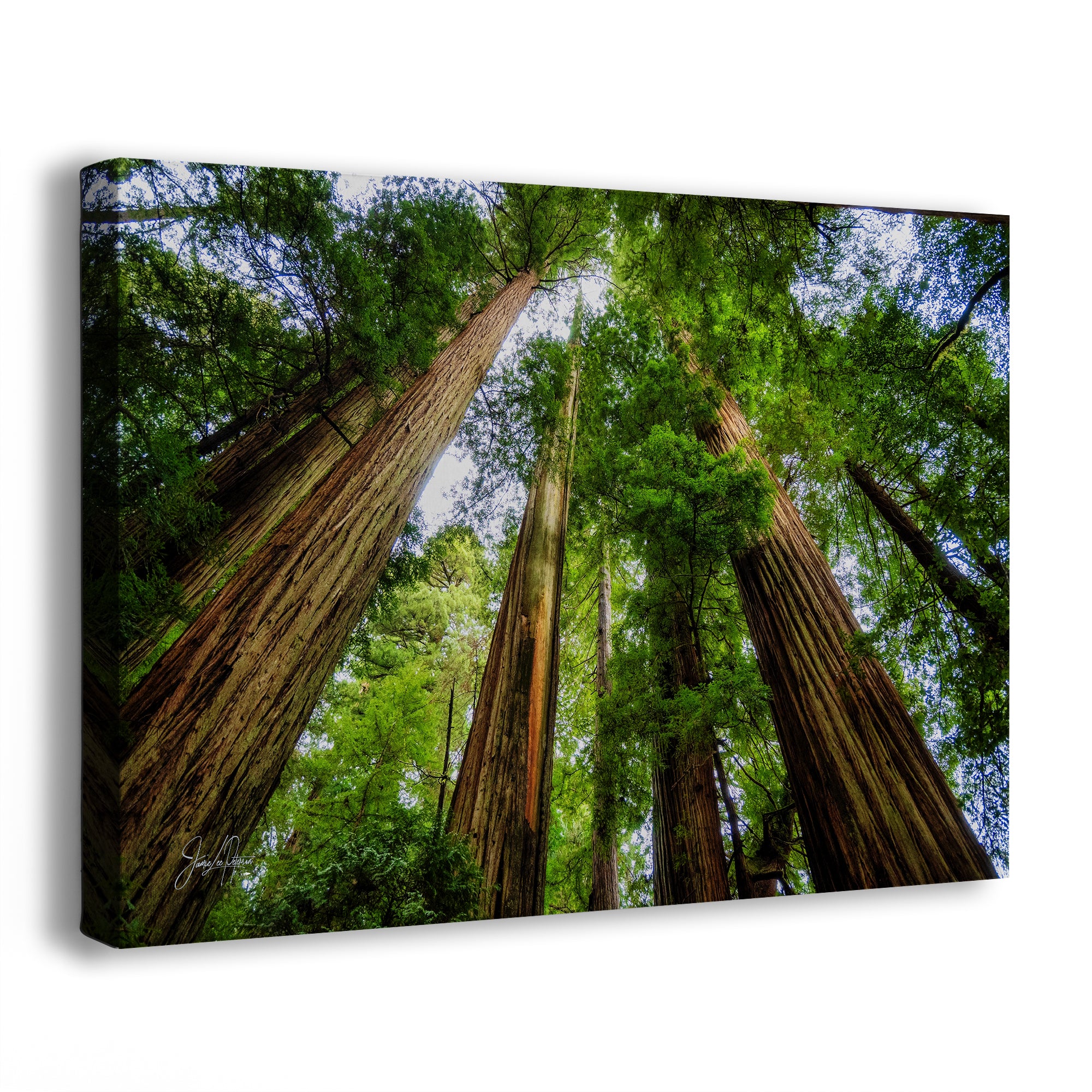Redwood Trees Forest Picture Nature Photo
