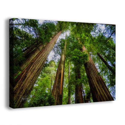 Redwood Trees Forest Picture Nature Photo | Forest Bathing Relaxation Decor for Meditation, House, and Office
