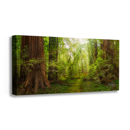 Redwood Tree Wall Art - Panoramic Forest Picture Nature Photo