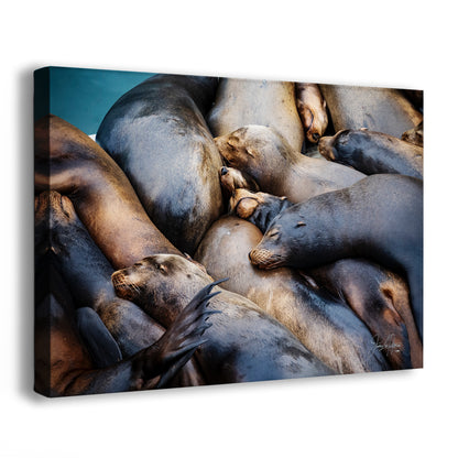 California Sea Lion Marine Mammal Wildlife Photography Wall Art - Ocean Animals Nursery Decor Coastal Home Artwork, Marine Biology Print