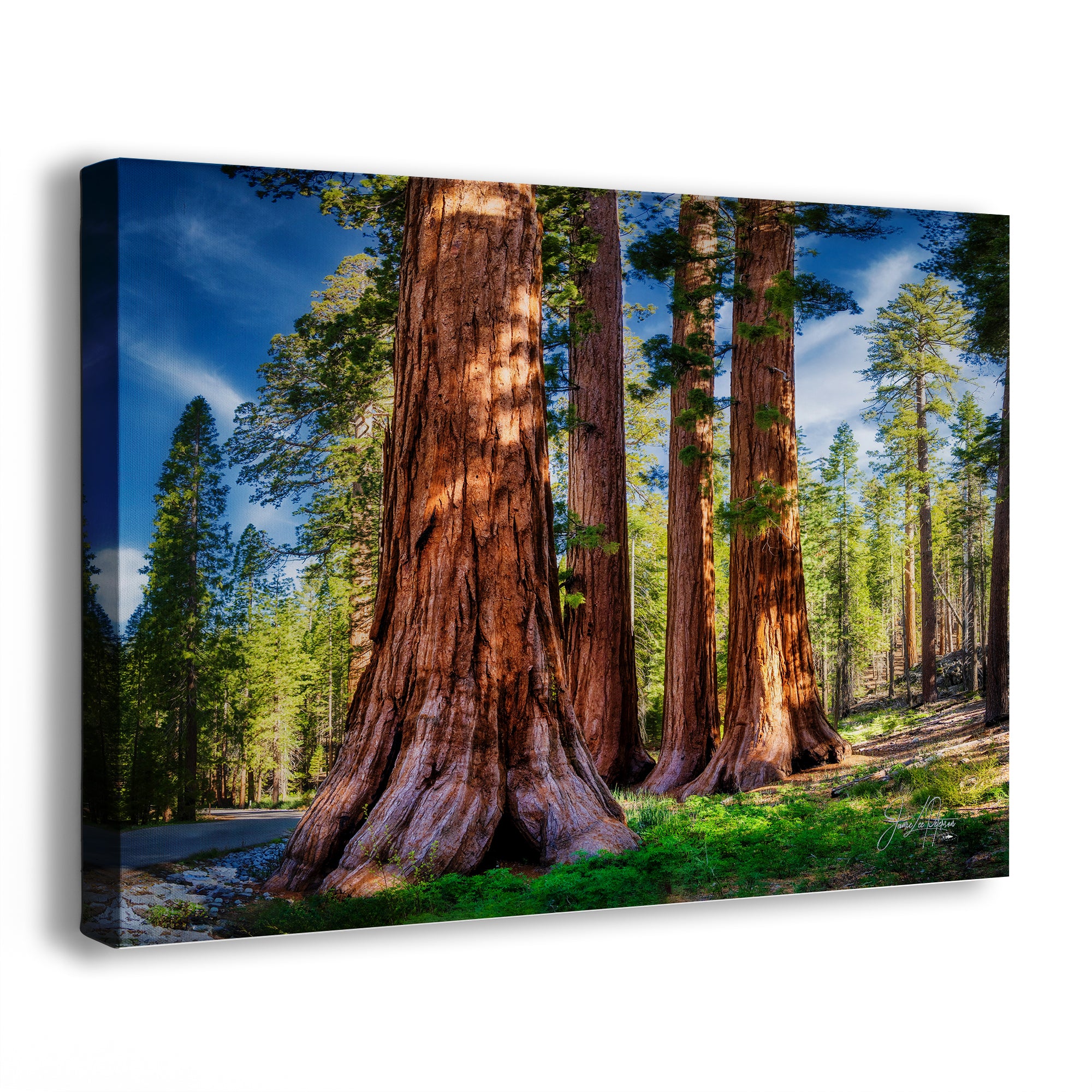 Giant Sequoia Tree Forest Picture Nature Photo, Redwood Trees Forest Bathing for Relaxation and Meditation in Living Room and Office