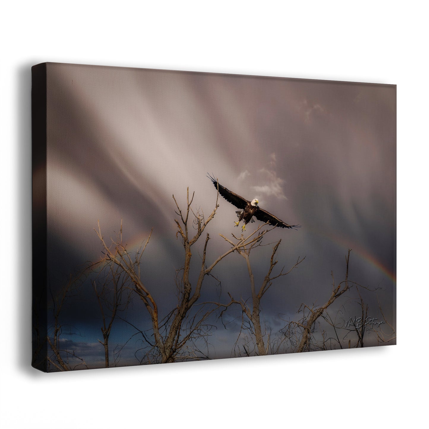 Soaring Bald Eagle Picture Wildlife Photography Wall Art, Nature Photo, Bird Photography, Rustic Cabin Decor, Office or Dorm Room Wall Decor