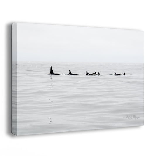 Black Fin Family Two - A Limited Edition Photograph by Neil B. Peterson