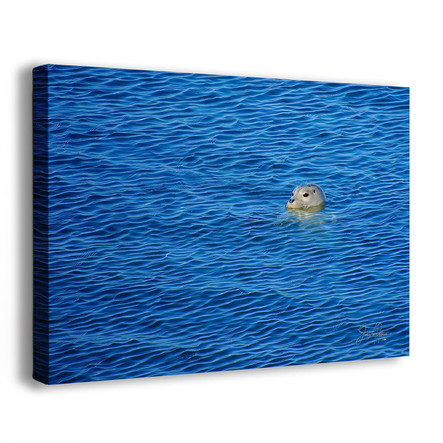Seal Print Marine Mammal Wildlife Photography, Ocean Picture Relaxation Artwork Nature Photo