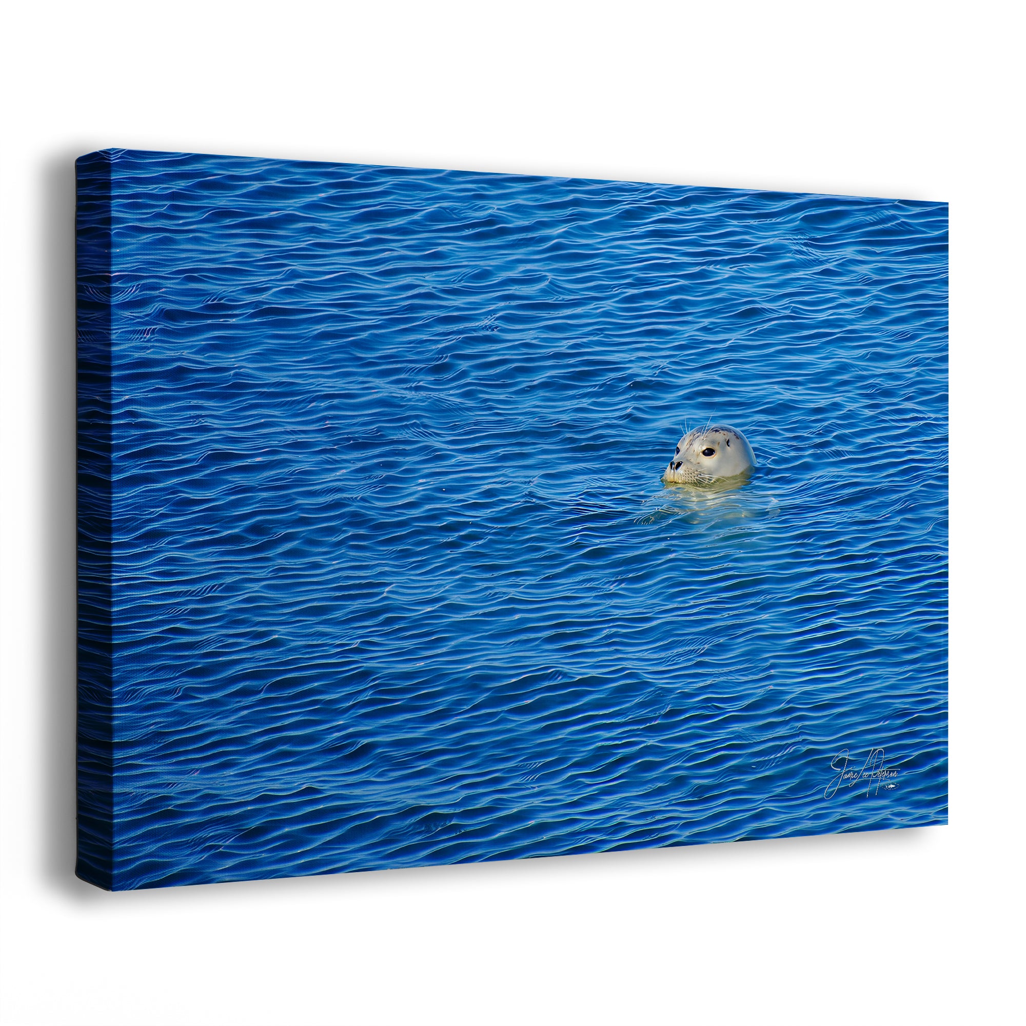 Seal Print Marine Mammal Wildlife Photography, Ocean Picture Relaxation Artwork Nature Photo