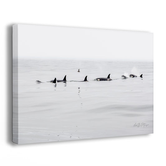 Black Fin Family One - A Limited Edition Photograph by Neil B. Peterson