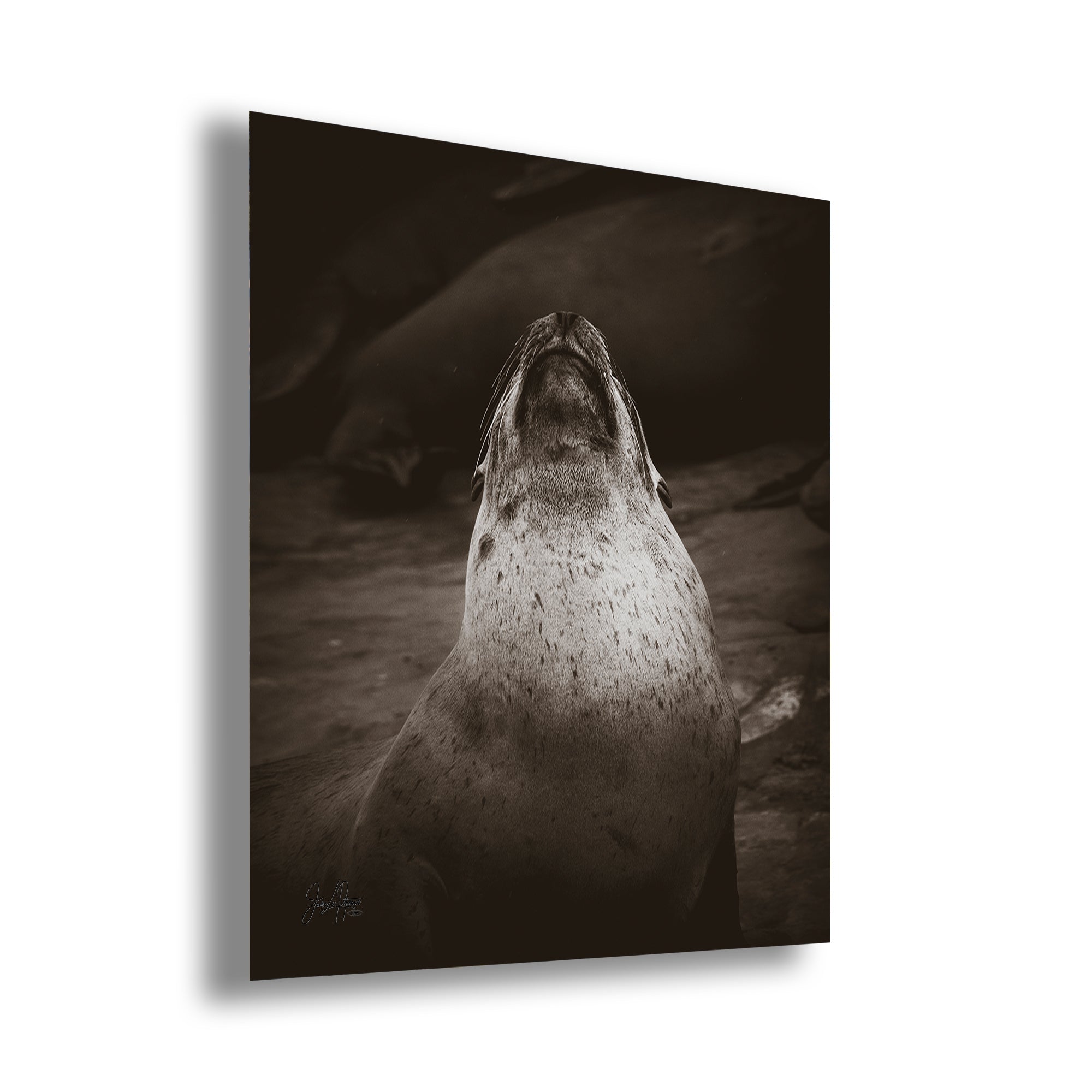 California Sea Lion Marine Mammal Wildlife Photography, Ocean Animals, Coastal House Decor, Nature Lover Gift, Marine Biology Artwork