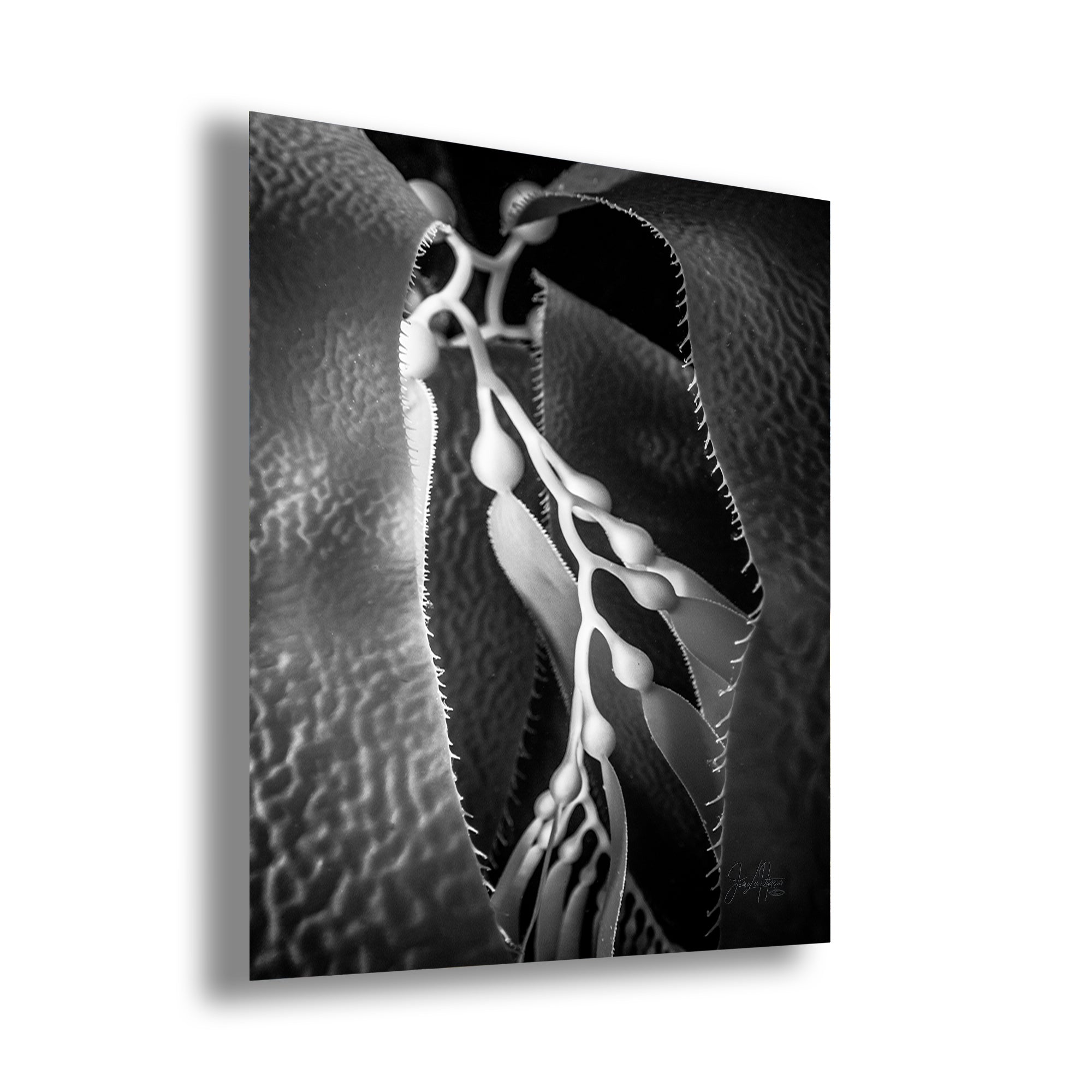 Limited Edition Fine Art Photography, Ocean Art California Giant Kelp, Essence