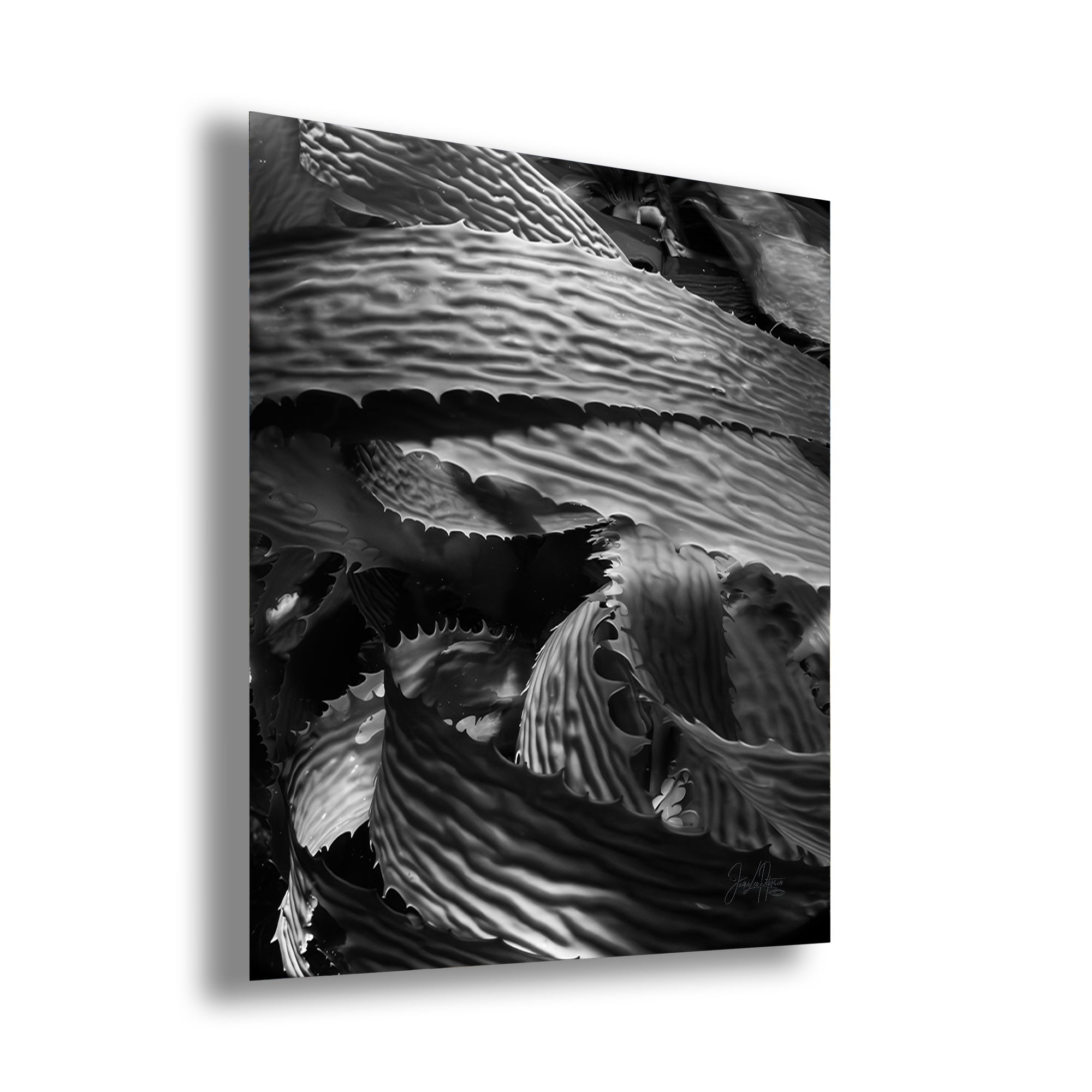 Limited Edition Fine Art Photography, California Giant Kelp Underwater Art, Patience