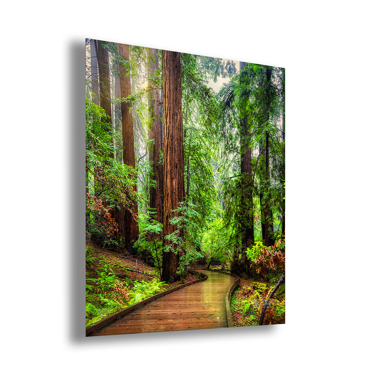A square canvas wall art print depicting a lush redwood forest with a wooden boardwalk path, shown at an angle against a plain white background.